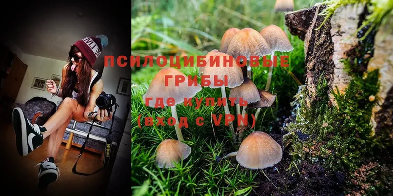 закладка  Уварово  Псилоцибиновые грибы Cubensis 